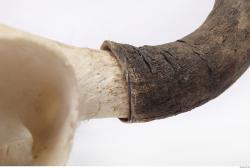 Photo Textures of Skull Antler